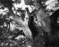 Arbre, 2009 tirage argentique, 210x260x10cm