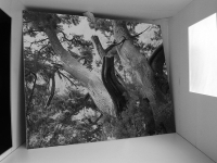 Arbre, 2009, maquette